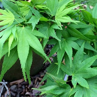 Acer-palmatum-Little-Princess — копия1